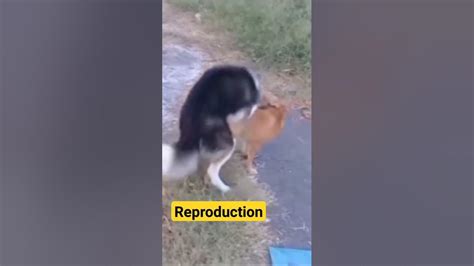 dodxnxx|Dog having sex with woman .